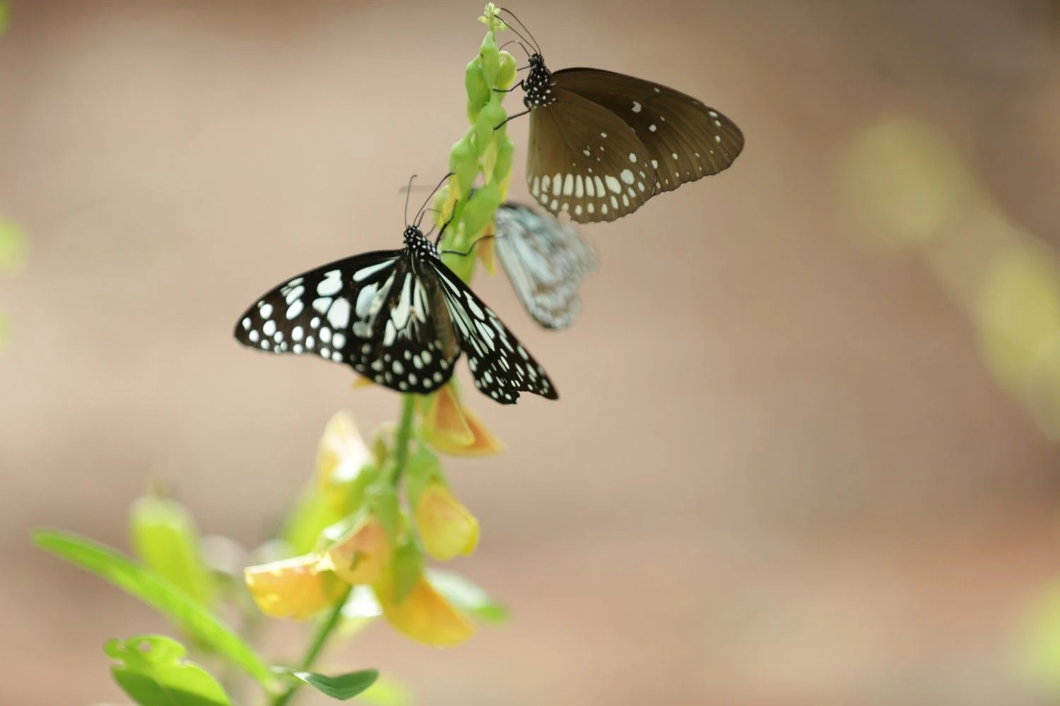 Butterflies gathered on a flowering stem
